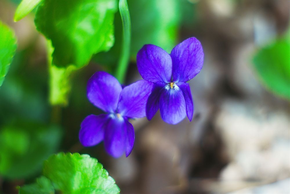 Twin Violet Photography Art | W.V.L. Photograph