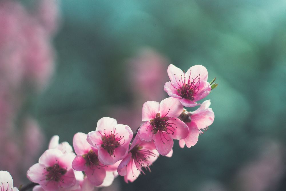 Spring Colors Photography Art | W.V.L. Photograph