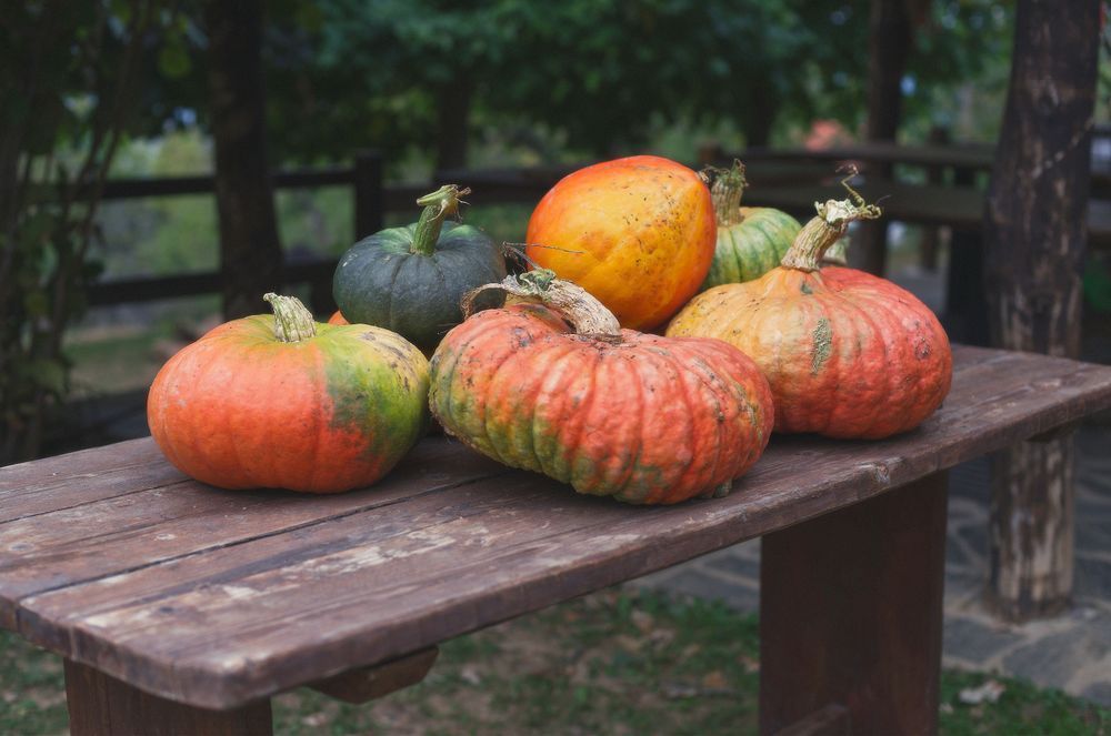 Pumpkins Harvest Photography Art | W.V.L. Photograph