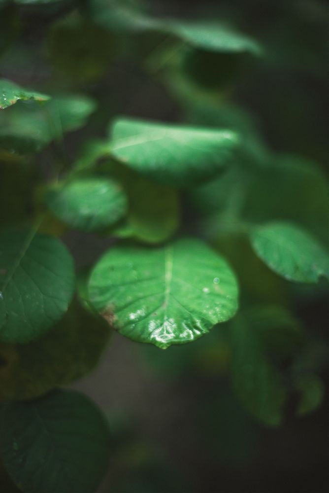 Green Emotion Photography Art | W.V.L. Photograph