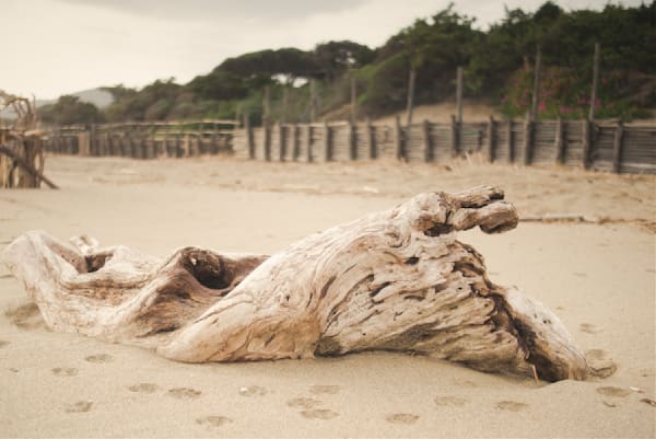Beach Encounters Photography Art | W.V.L. Photograph