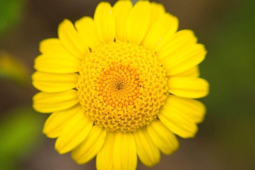 Flora