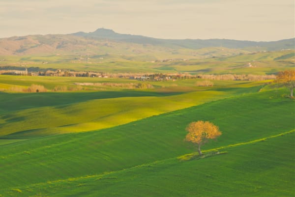 A Golden Lone Tree