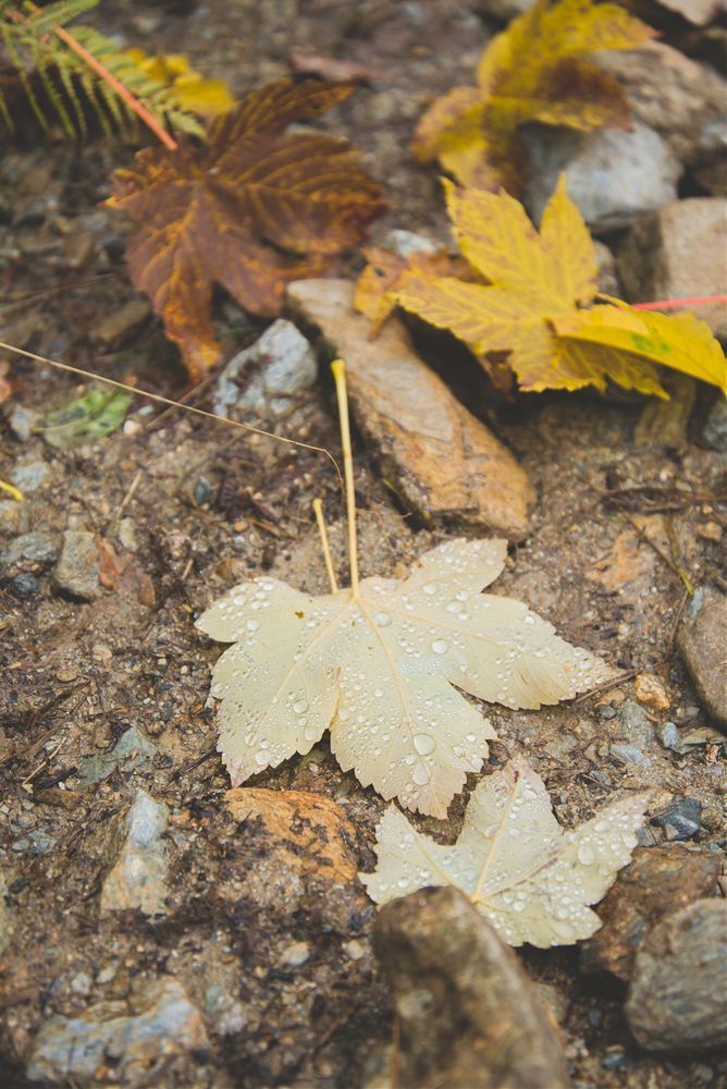 Autumn Mood Photography Art | W.V.L. Photograph