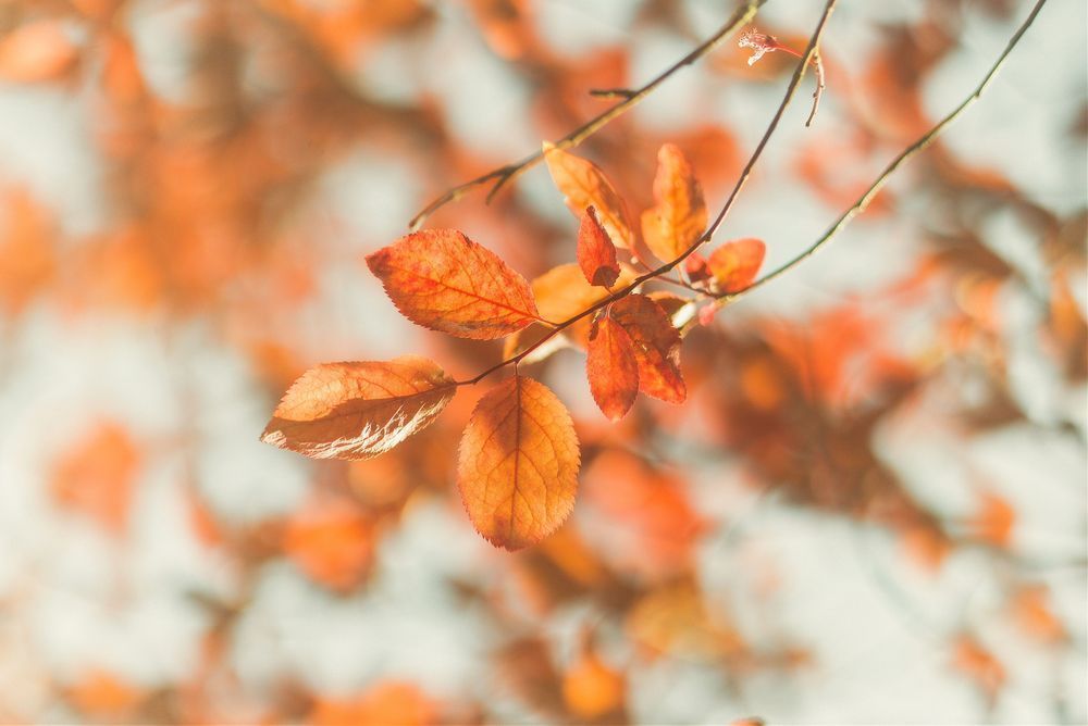 Autumn Approach Photography Art | W.V.L. Photograph
