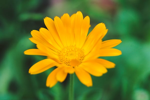 Marigold Petals