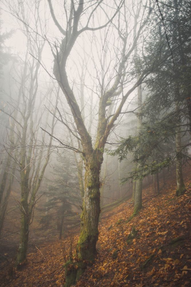 Mist Of The Woods Photography Art | W.V.L. Photograph