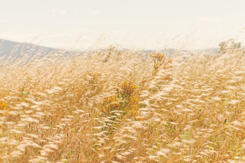 Just Golden Photography Art | W.V.L. Photograph