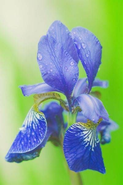 Flora