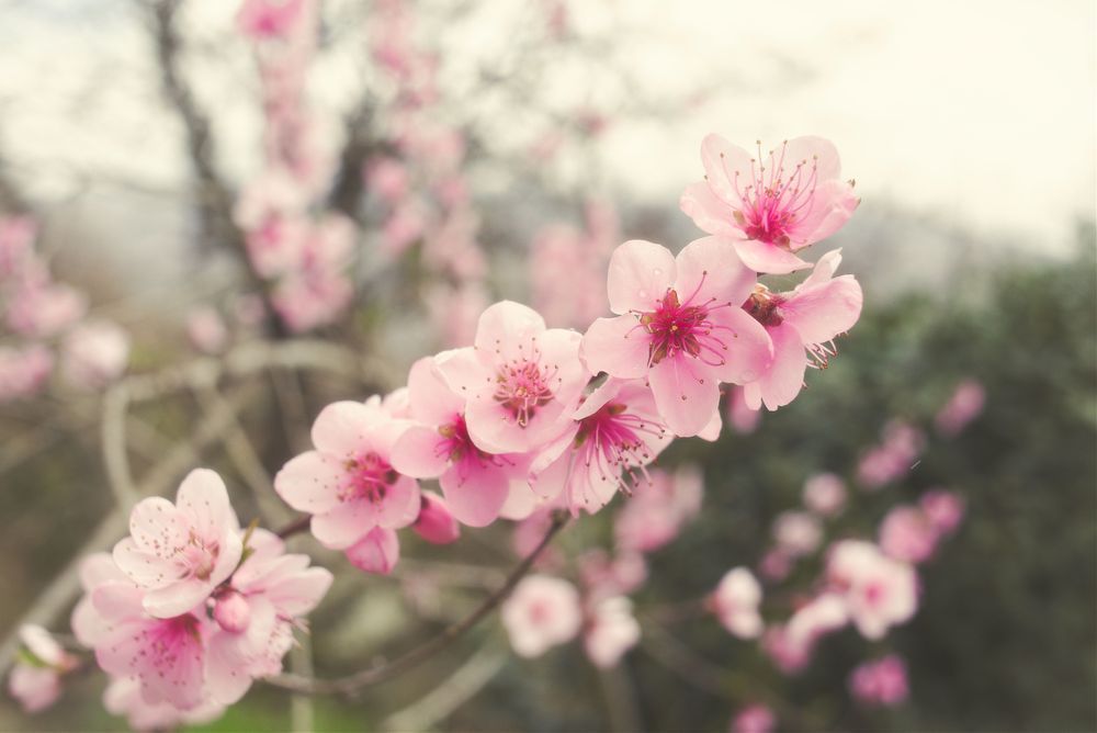 Spring Awekening Photography Art | W.V.L. Photograph