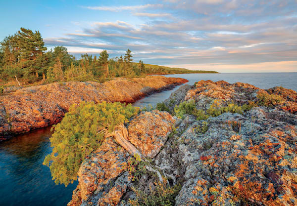 Aah941 White Cedar, Porter's Island, Copper Harbor. Art | Blacklock Gallery