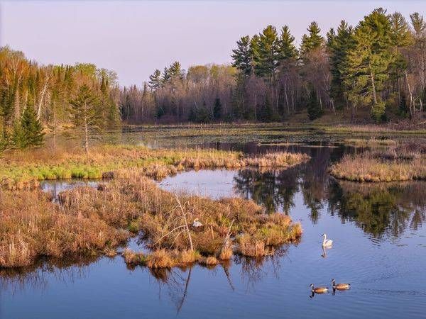 Aas059 Trumpeter Swans On Nest Art | Blacklock Gallery