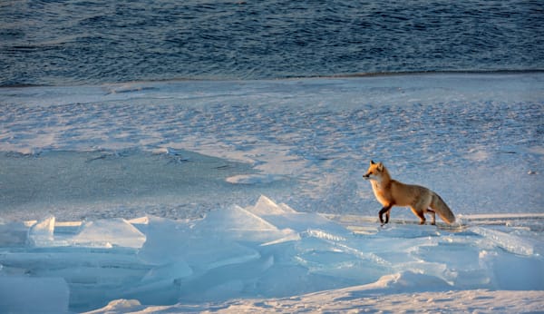 Red Fox Aah731 P Art | Blacklock Gallery