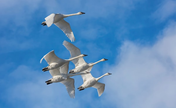 Trumpeter Swans Aab871 Art | Blacklock Gallery