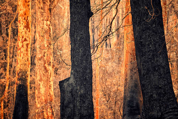 Black Summer Exhibition