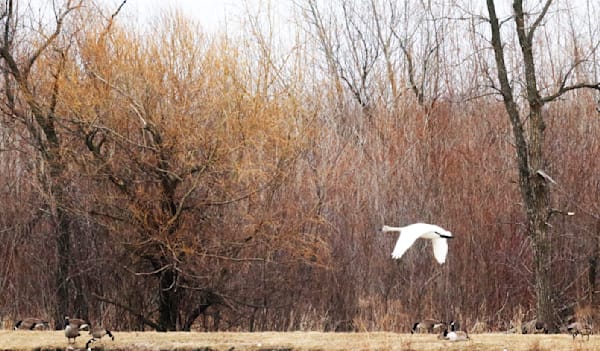 Tundra Swan In Flight Photography Art | Den Pictures