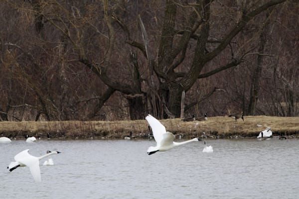 Tundra Swans Take Flight Photography Art | Den Pictures