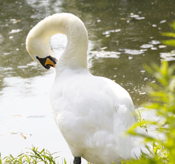 Tall Swan Preening Photography Art | Den Pictures