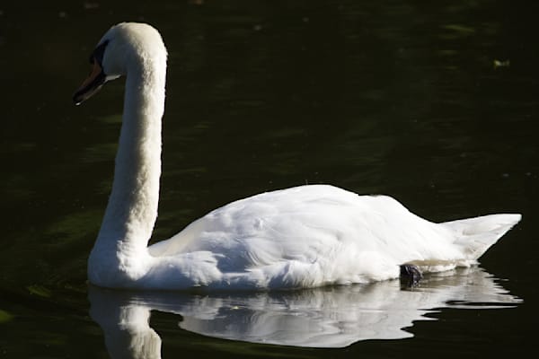 Swan In Dark Water Photography Art | Den Pictures