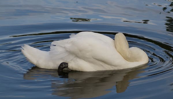 Swan Nap Photography Art | Den Pictures