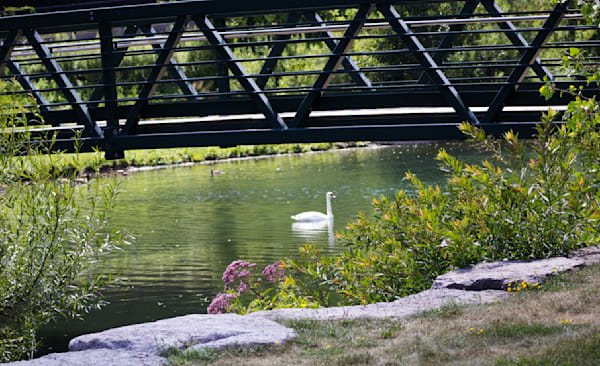 Swan Under Bridge Photography Art | Den Pictures