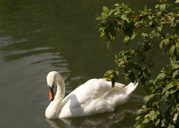 Swan Bush Water Photography Art | Den Pictures