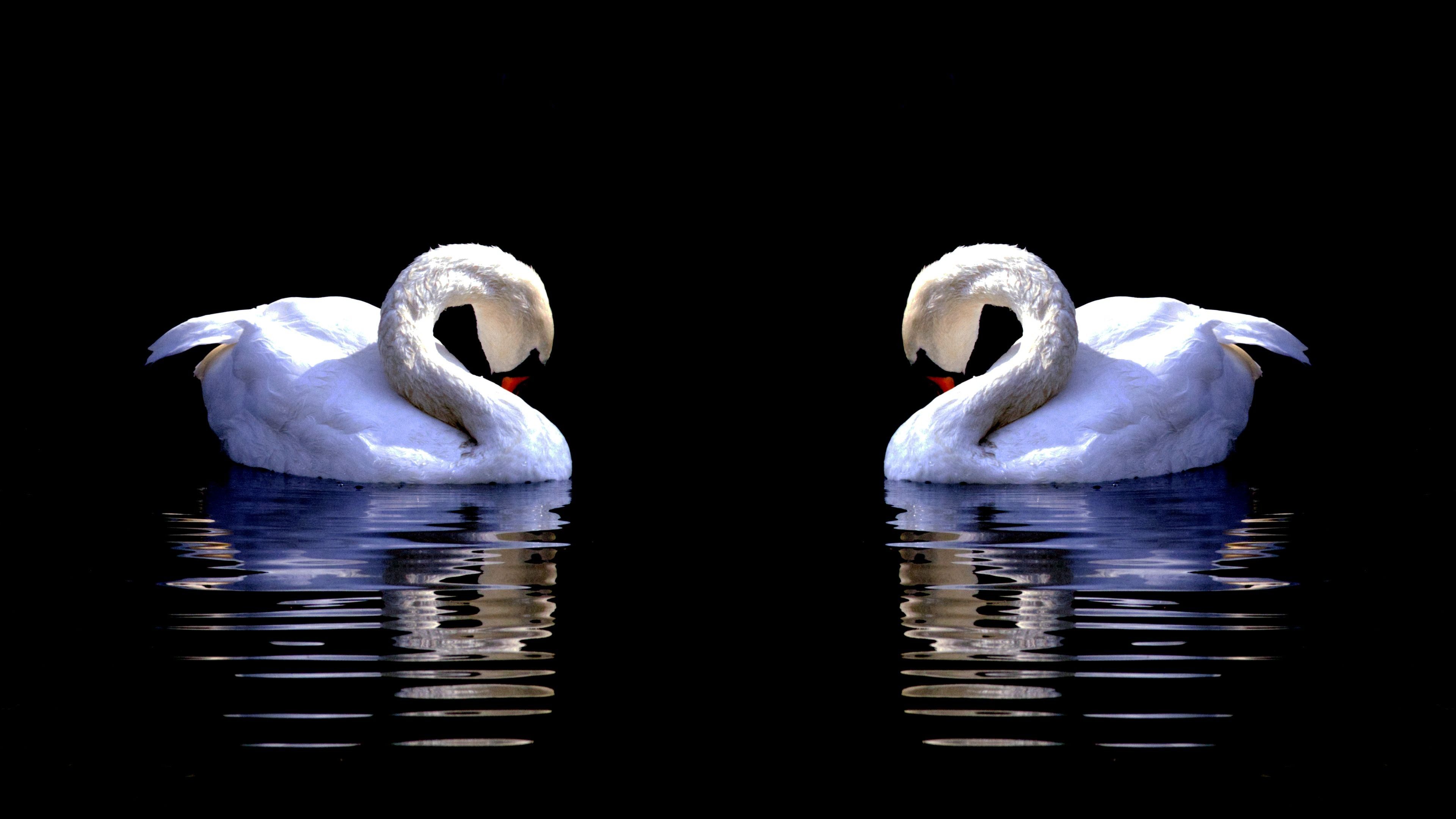 
        <div class='title'>
          Swans Approaching Each Other
        </div>
       