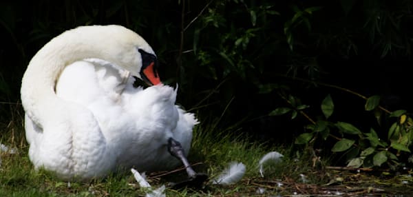 Single Swan Preening Photography Art | Den Pictures