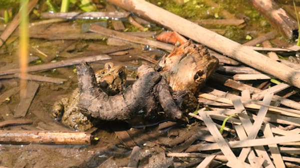 Frog Behind Log Photography Art | Den Pictures