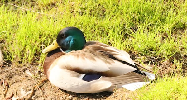 Duck Resting By Creek Photography Art | Den Pictures