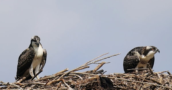 Breslau Osprey Pair Photography Art | Den Pictures