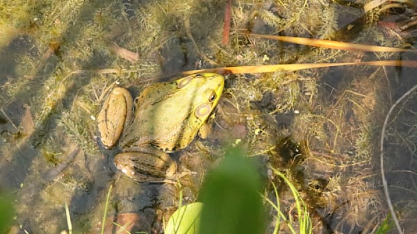 Bullfrog In Marsh Photography Art | Den Pictures