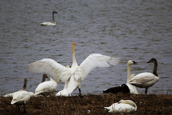 King Tundra Swan Photography Art | Den Pictures