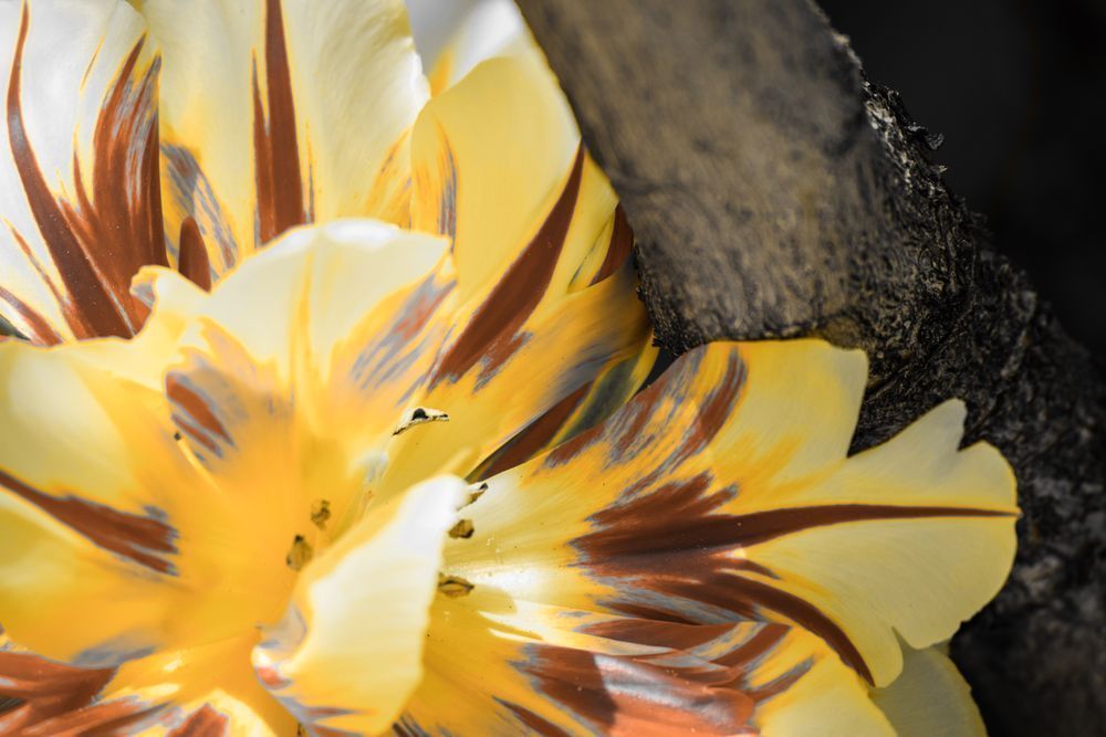 Warmth In Bloom Photography Art | Tsvetina Photography