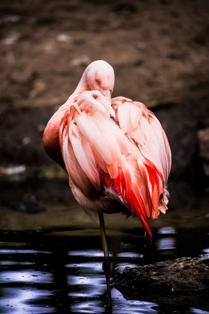 Wild And Free Photography Art | Tsvetina Photography