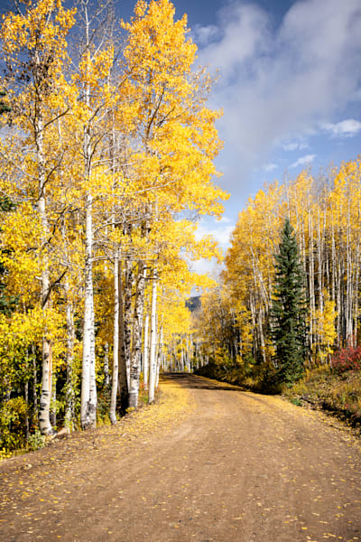 Where the Aspens Sing