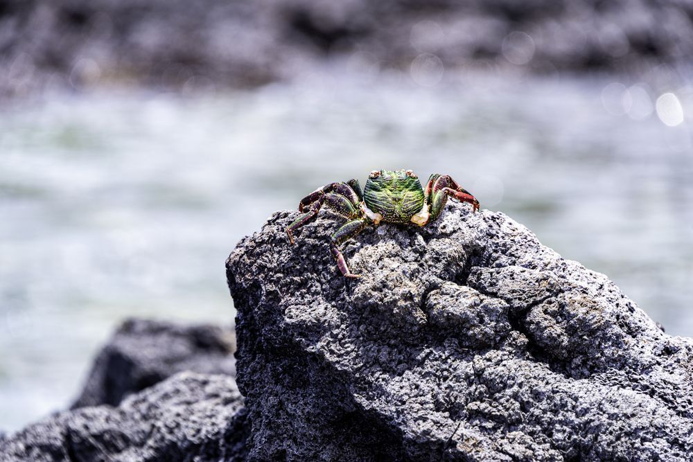 Rockbound Wanderer Photography Art | Tsvetina Photography