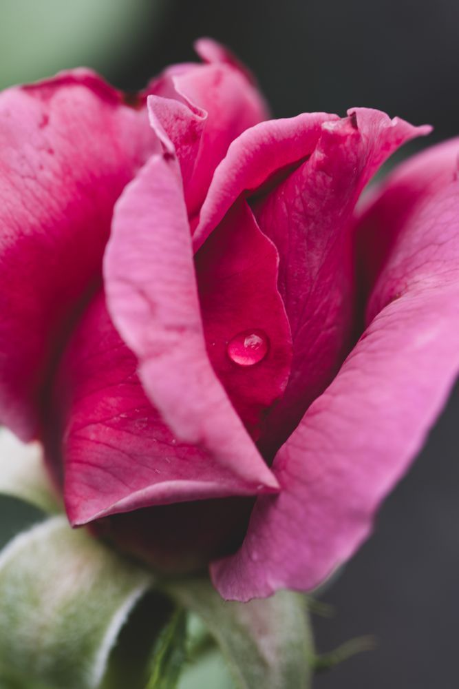 Rosé Mist (1) Photography Art | Tsvetina Photography