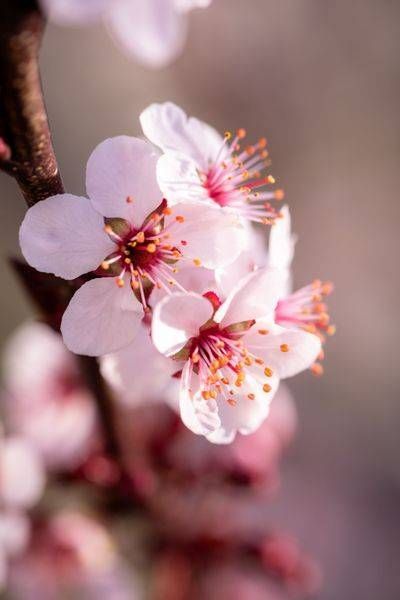 Petal Kiss