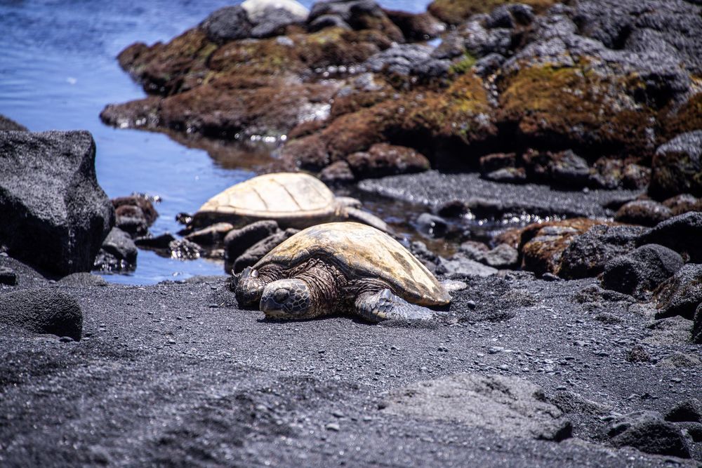 Shellbound Serenity Photography Art | Tsvetina Photography
