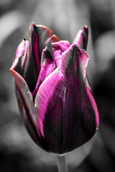 Purple Dreams (1 of 1)