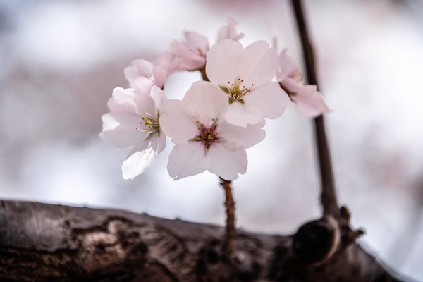  Blossom Love Letters