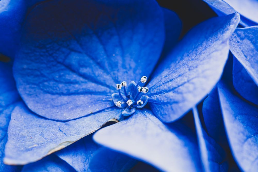 Petal Sonata Matte (1) Photography Art | Tsvetina Photography