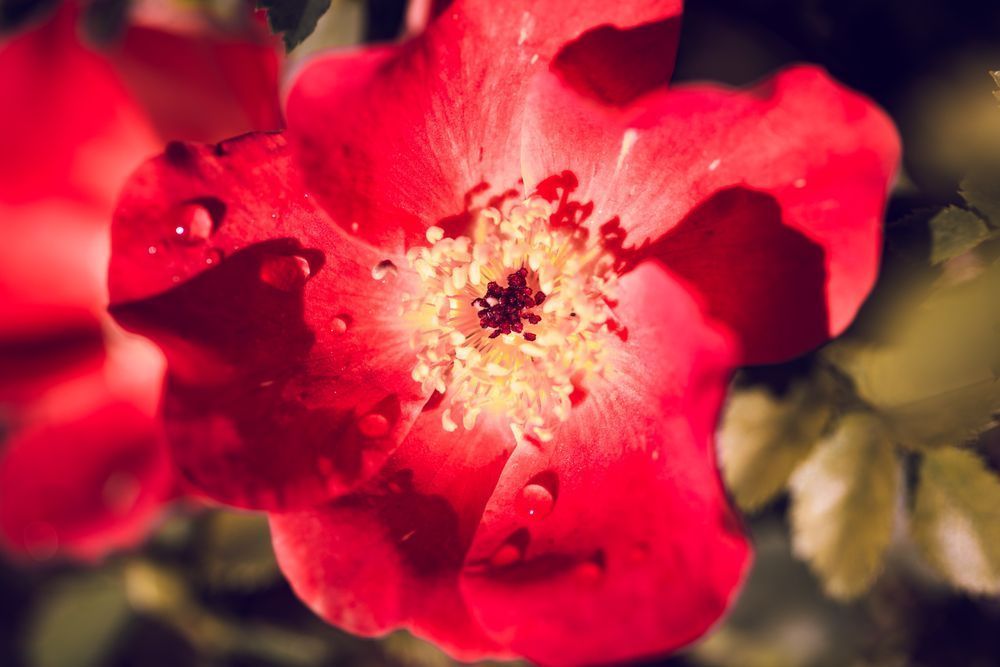 Faded Flame (1) Photography Art | Tsvetina Photography