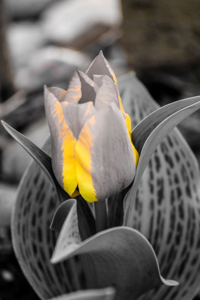 Golden Silence Photography Art | Tsvetina Photography