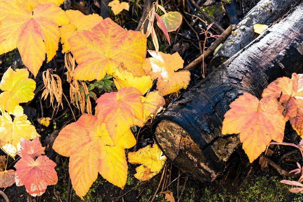 Golden Thoughts Photography Art | Tsvetina Photography