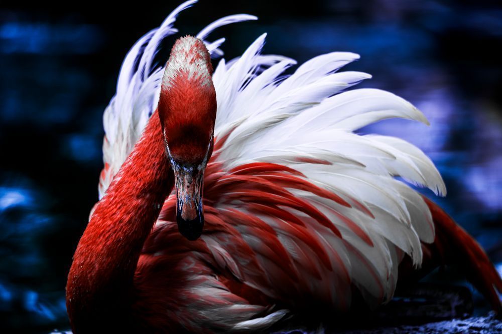 Gaze Of Fire Photography Art | Tsvetina Photography