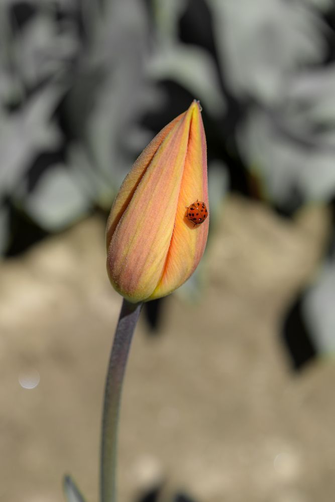 Gentle Guardian Photography Art | Tsvetina Photography