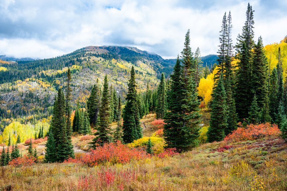 Evergreen Echoes Photography Art | Tsvetina Photography