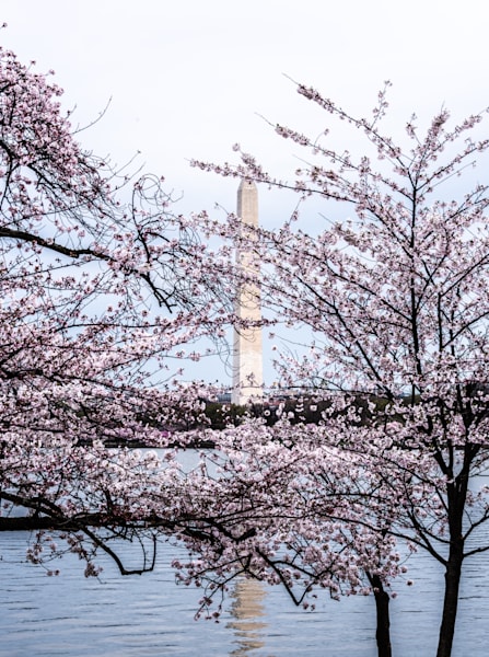 Echoes Beneath The Blossoms